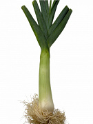 Лук Порей